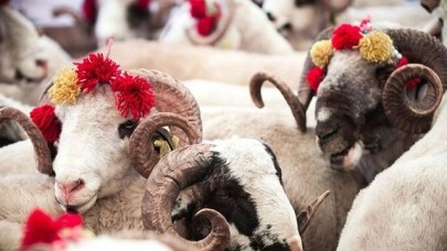 Küçükbaş ve büyükbaş kurbanlık fiyatları ne kadar 2024? İşte güncel kurbanlık fiyatları