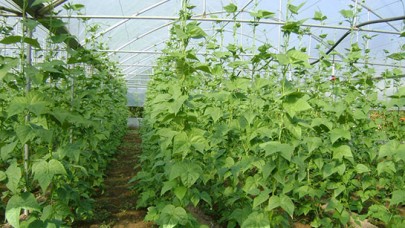 Hasadı başladı. Kilosu tarlada 80 markette 130 lira