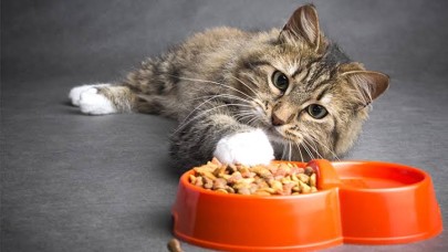 Kısırlaştırılmış Kedi Maması Ne Kadar Önemli?