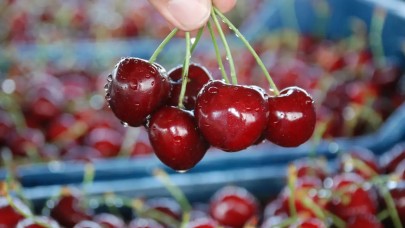 İzmir'de sezonun ilk kirazı hasat edildi. Ama biz yiyemeyeceğiz. Bakın kimler yiyecek?