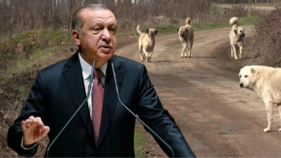 Cumhurbaşkanı Erdoğan kurmaylarına sokak köpekleriyle ilgili talimatı verdi