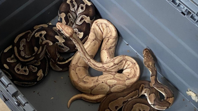 Egzotik hayvan kaçakçılığı! 565 hayvan ele geçirildi, 36 gözaltı