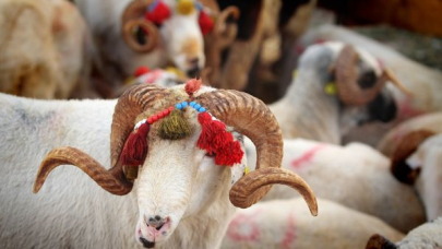 Bakanlık duyurdu: Satılamayan kurbanlıklar ESK tarafından satın alınacak!