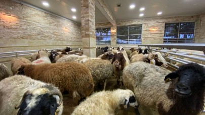 Kurban keserken bıçağın üzerine düşen Doğan İçeloğlu öldü