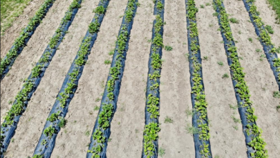 Yetişmez denilen topraklardan 1 yılda 400 ton verim alındı!