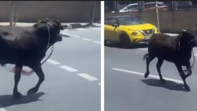 İstanbul'da firari dana sahibine zor anlar yaşattı!