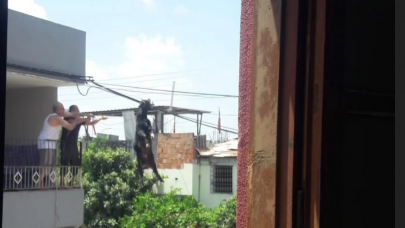 Firari kurbanlık keçi elektrik teline takıldı!