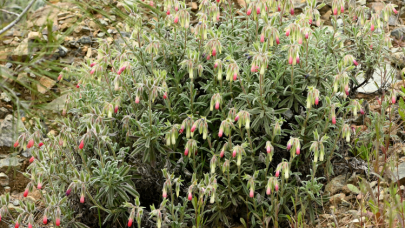 Sosyal medyada gördügü bitkinin izini sürdü: Bilim dünyasına kazandırdı!