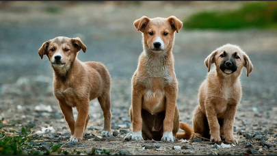 Sokak köpeklerine yönelik düzenleme: 'Ötanazi' kelimesi çıkarılıyor!