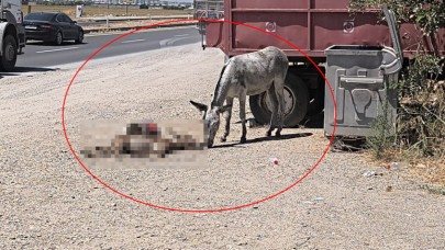 Anne eşek ölen yavrusunun başından 2 gün ayrılmadı