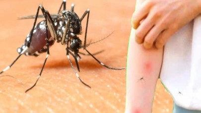 Sağlık Bakanlığı'ndan Batı Nil Virüsü açıklaması: 6 kişide tespit edildi