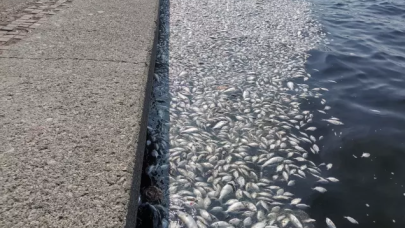 İzmir'de endişeye sebeb olan görüntü: Ölü balıklar kıyıya vurdu!