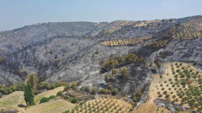Manisa'da yeşillikler küle döndü!