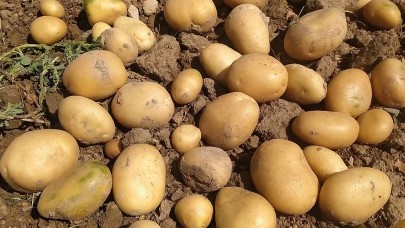 Patatese büyük indirim: 20 liradan 5 liraya kadar düştü