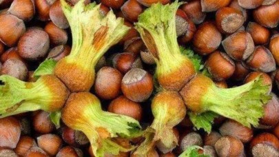 Fındık alım fiyatları belli oldu