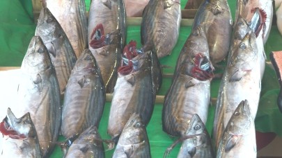 Balık tezgahlarında bu sene balık bolluğu yaşanıyor