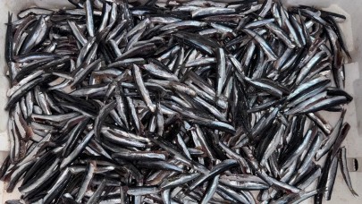 Havaların serinlemesiyle balık satışları arttı