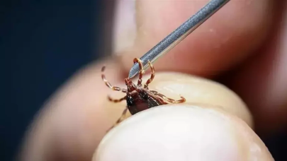 Çin’de “sulak alan virüsü” keşfedildi: Kene ısırıkları ile bulaşan yeni bir tehdit!