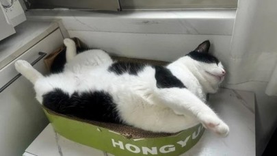 Çin'de evcil hayvanlar "iş dünyasına" adım atıyor