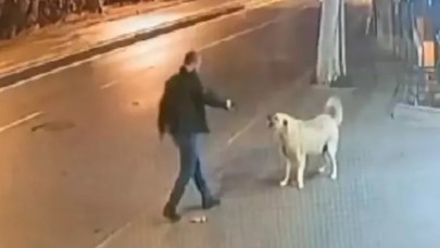 Sokak köpeğinin üzerine yürüyüp silah çekti,  şans eseri kurtuldu
