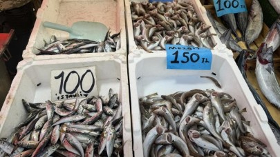 Balık sezonu açıldı: En pahalı balık mezgit oldu!