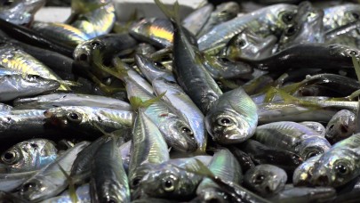 Tezgahlarda istavrit ve çinekop bolluğu yaşanıyor!