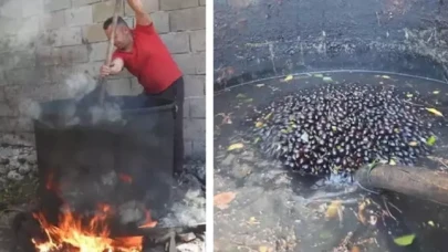 Doğal mucize: Kendiliğinden yetişiyor,  kozmetikten ilaca her alanda kullanılıyor!