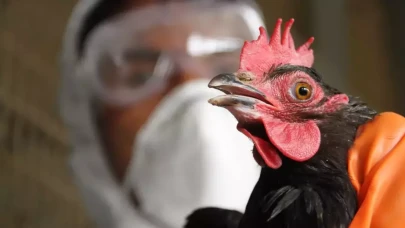 Yumurta üretimi yapan işletmede kuş gribi tespit edildi