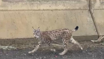 Yüksekova'da nesli tehlike altında olan vaşak görüntülendi