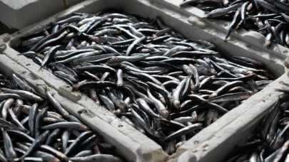 Sezonun ilk yerli hamsileri tezgahlarda,  işte kilogram fiyatı