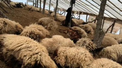Siirt’te havasızlık faciası: 150 koyun telef oldu