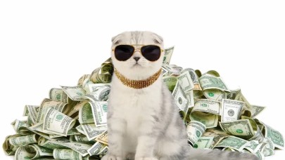 Dünyanın en zengin kedisi belli oldu