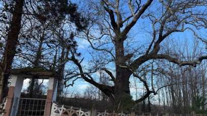 Zonguldak'ın Tarihi Mirası: 300 Yıllık Camii ve Bin Yaşındaki Ağaç Ziyaretçilerini Bekliyor