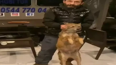 Balık tutmaya gitti,  tilki tuttu!