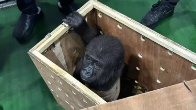 Havalimanında bulunan yavru gorile ilişkin bakanlık açıklamada bulundu!