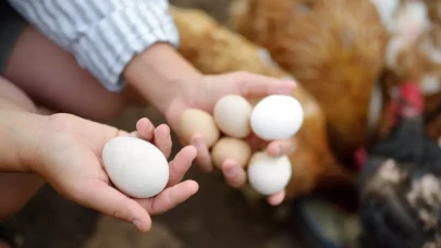 Kapüşonu yumurta toplama makinesine dolanan Semra Yıldırım,  hayatını kaybetti