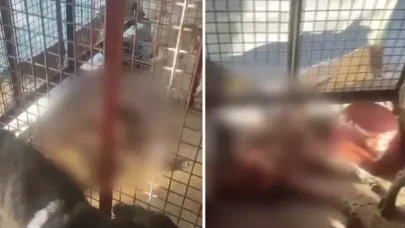 Mamak Belediyesi hayvan barınağında skandal!