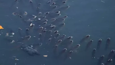 Adana'da korkutan görüntü!