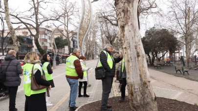 Yalova’da Tarihi Anıt Ağaçlar İncelendi: Uzmanlardan Yeşil Miras İçin Uyarılar!