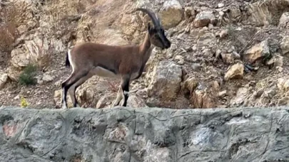 "Domates yıkıyordum" dedi,  gerçek ortaya çıktı! Rekor ceza