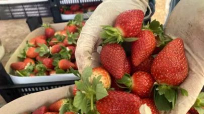 Çilek fiyatlarında bir aydaki değişim görenleri şaşkına çevirdi