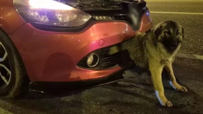 Değişik kaza! Köpek tampona sıkıştı