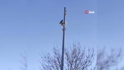 Elazığ'da ‘Allah’ dediği  iddia edilen karga