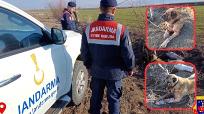 Yasa Dışı Köpek Dövüşüne Operasyon: 48 Kişi Yakalandı