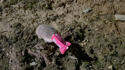 Yürek ısıtan görüntü: Kirpiyi böyle kurtardı