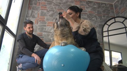 Obez köpek spor ve pilates ile zayıflatılıyor