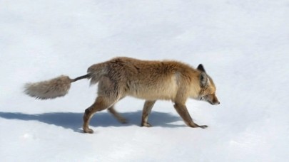 Kızıl tilki ilginç kuyruğu ile dikkat çekti