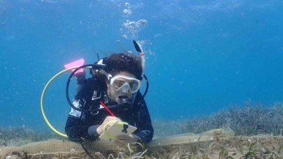 Midye kabuklarından yapay resif!