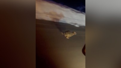 Kastamonu'da Yola İnerek Panikleyen Vaşak Kameralara Yakalandı