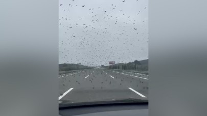 Yüzlerce sığırcık soğuk hava sebebiyle otoban üzerine kondu